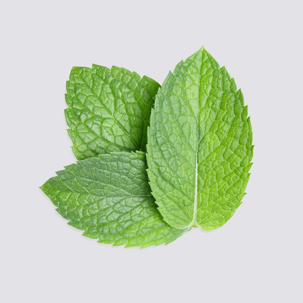 ingredient menthol