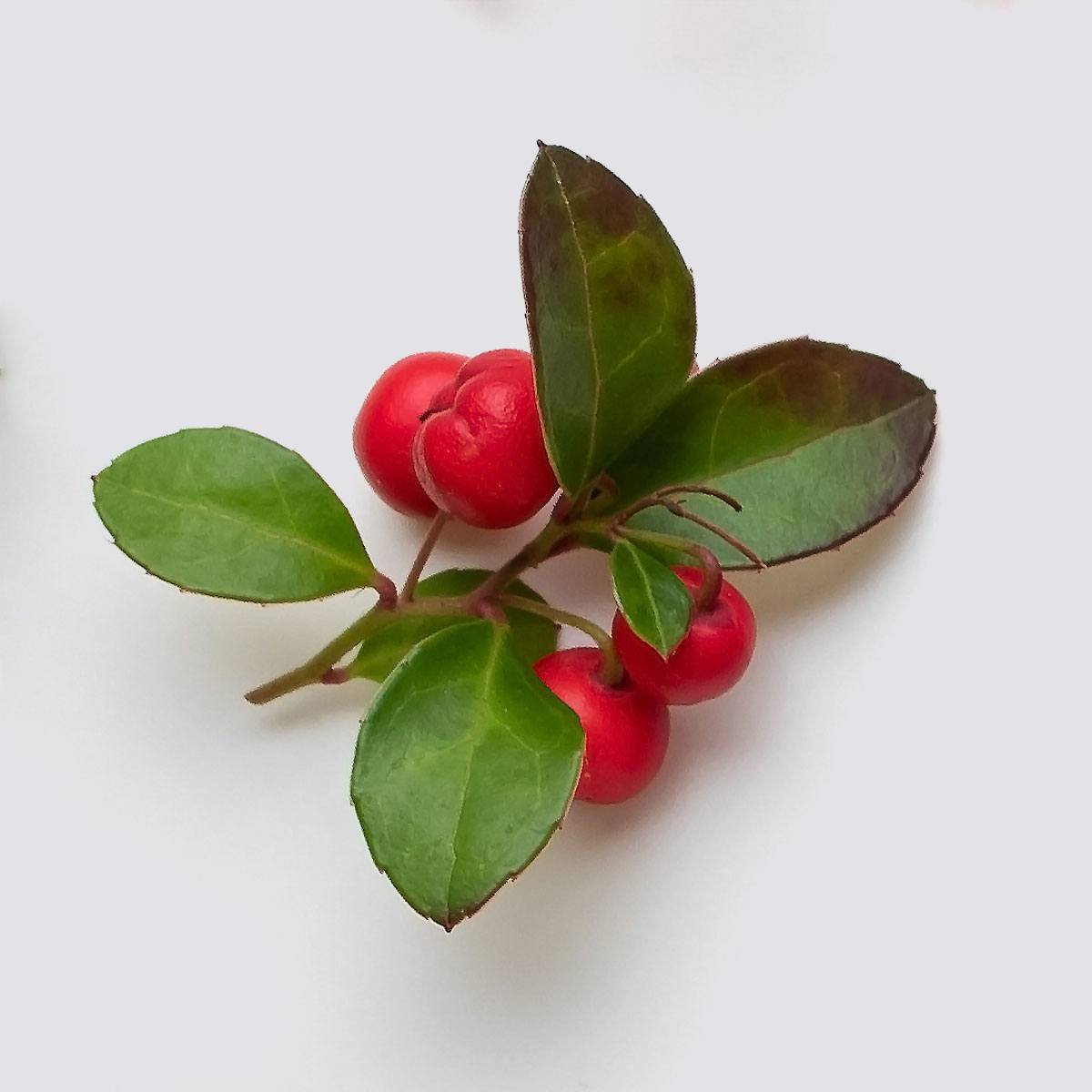 ingredient wintergreen oil