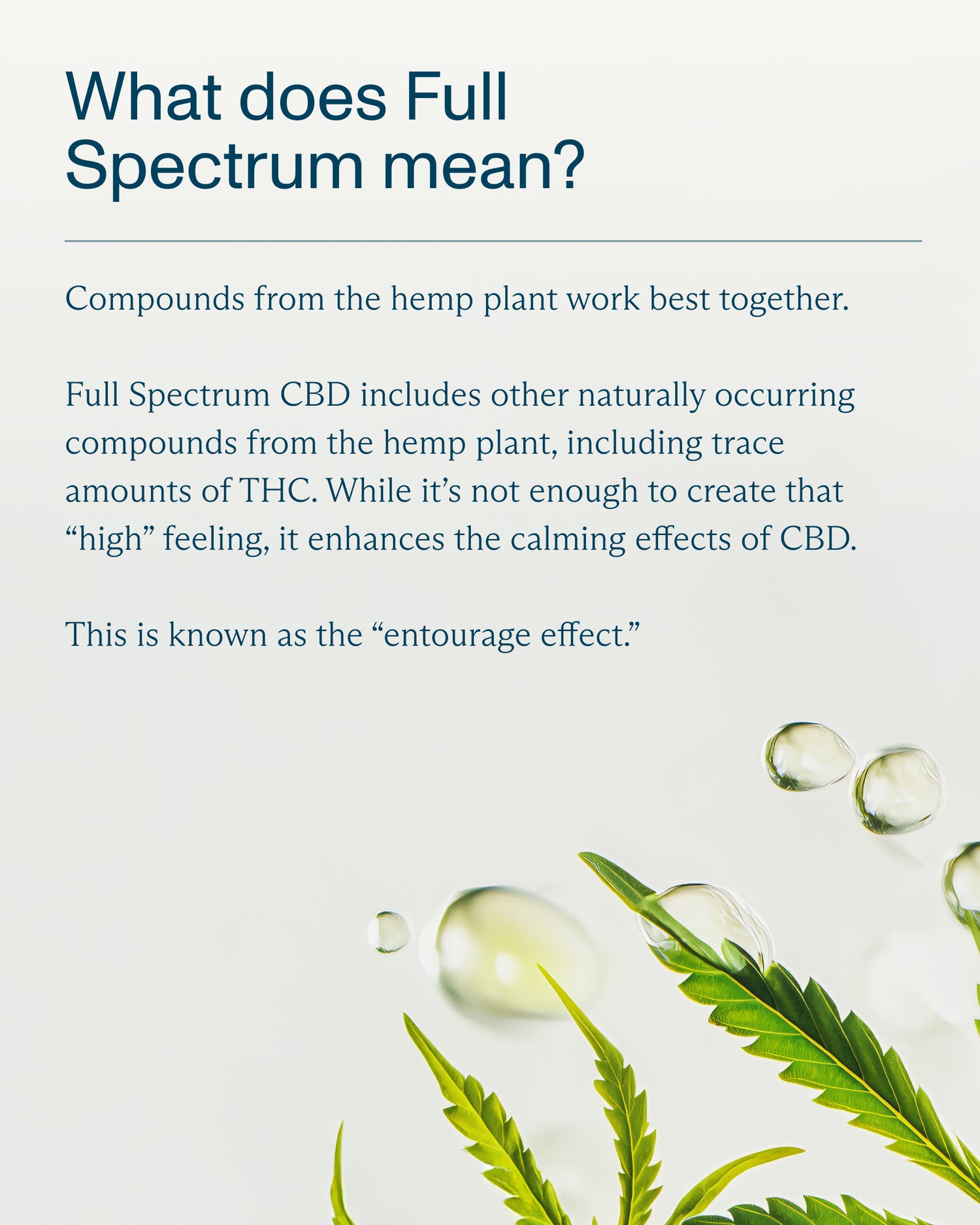 FOCL Daily Calm Drops made from high-quality hemp for stress relief and improved focus.