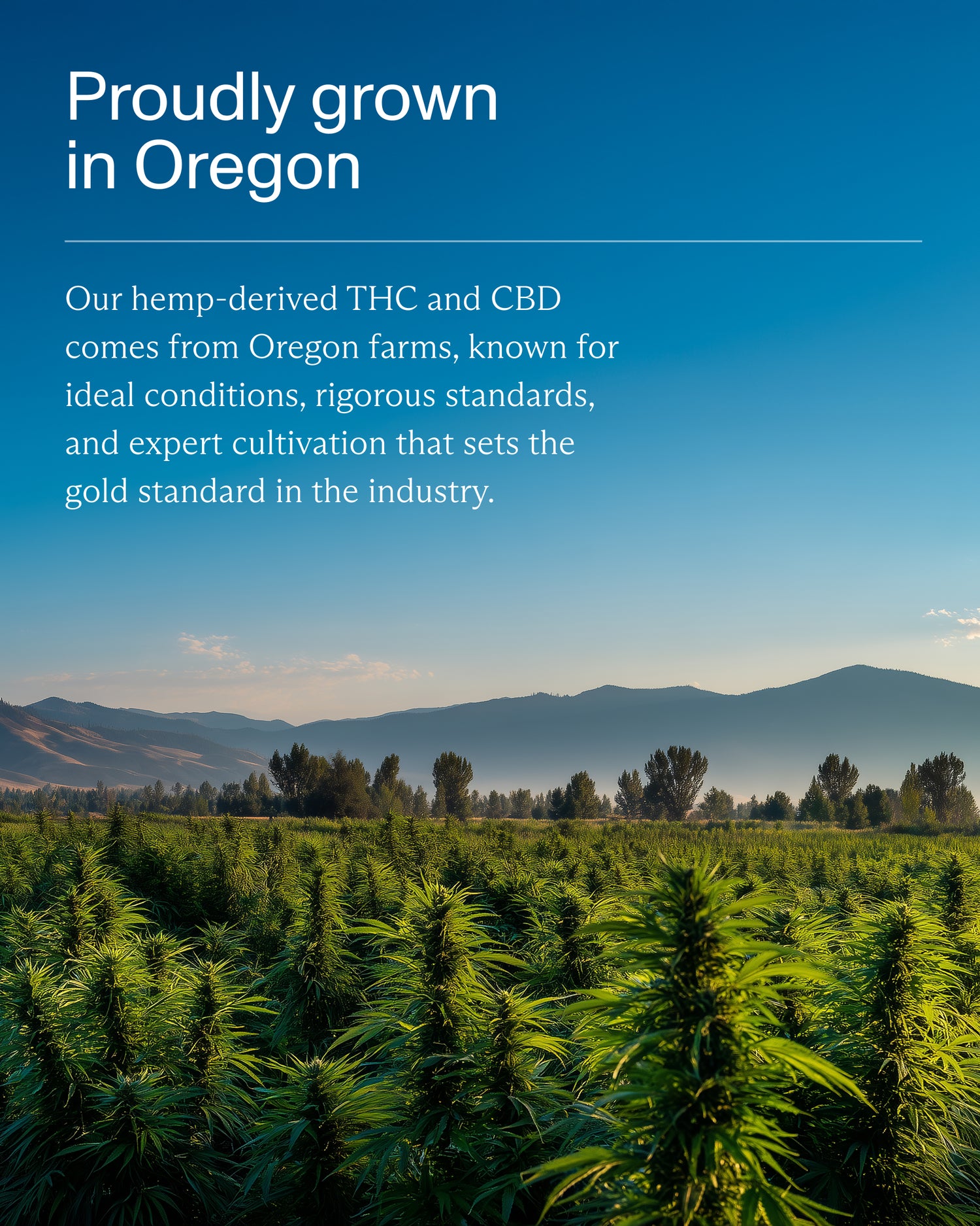 FOCL hemp crop - Premium, science-backed wellness supplements for sleep, calm, and focus.