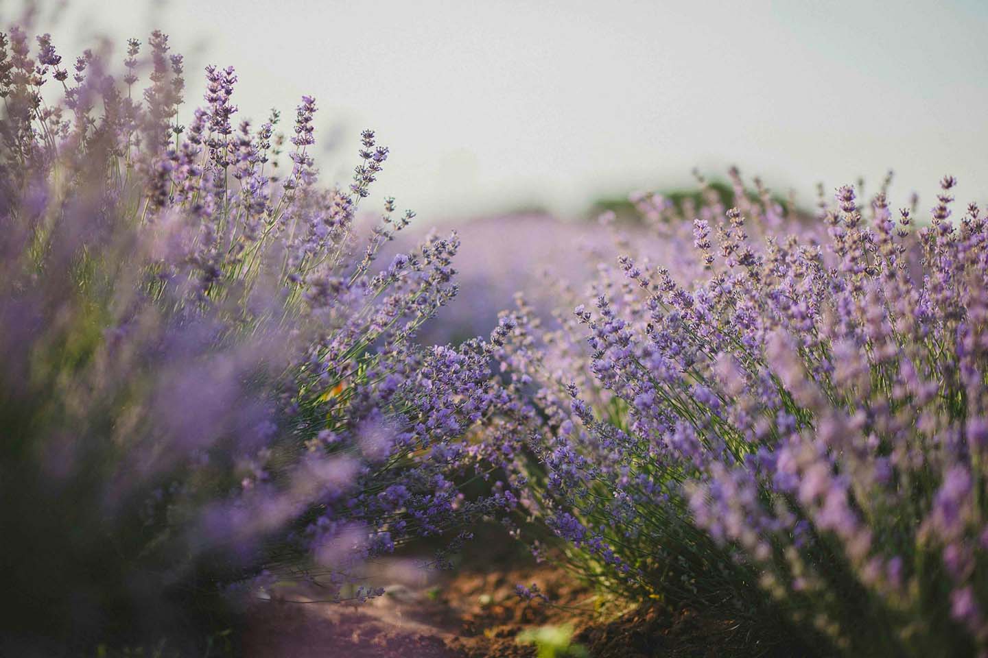 blooming lavender plants in a field