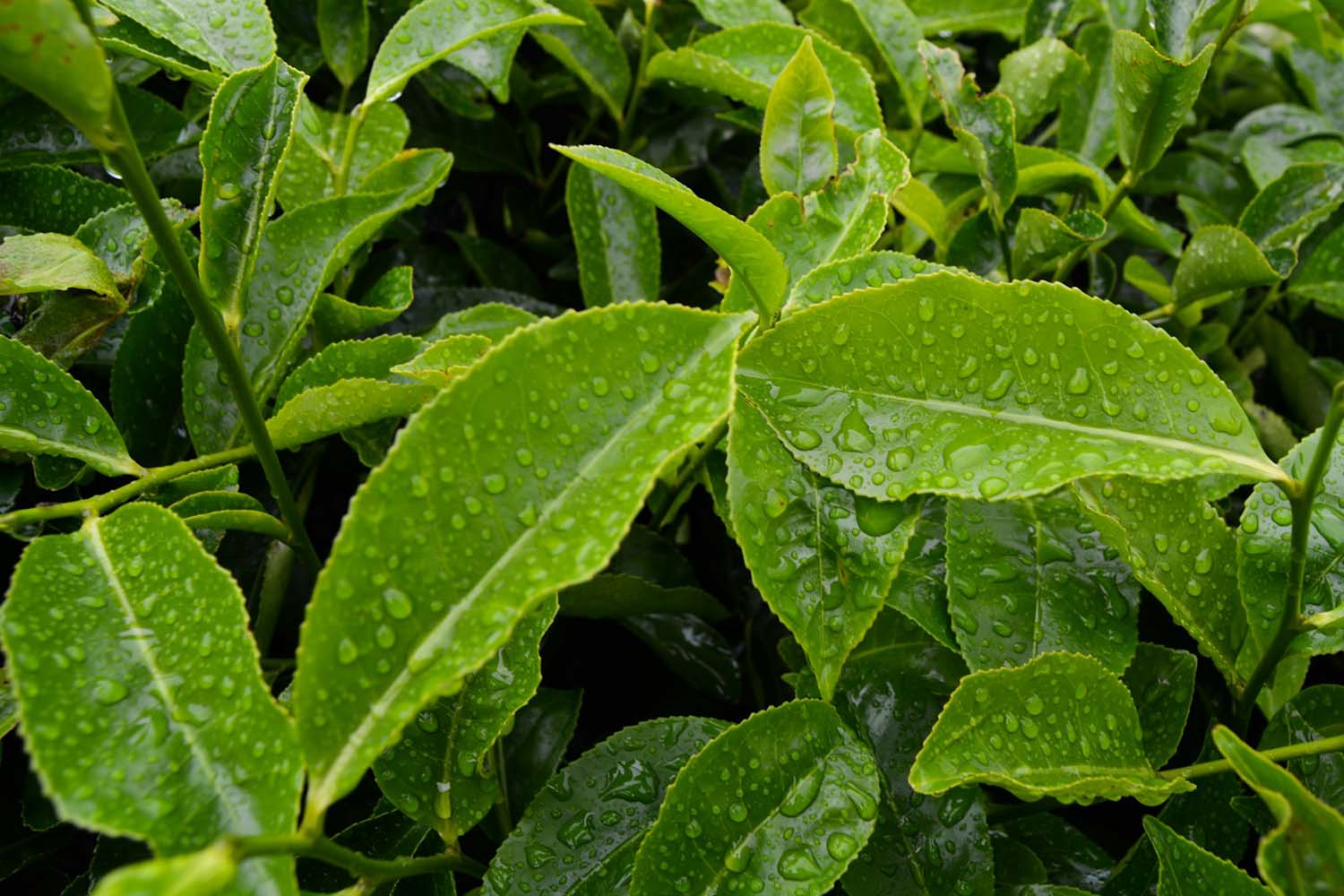 green leaves with water droplets