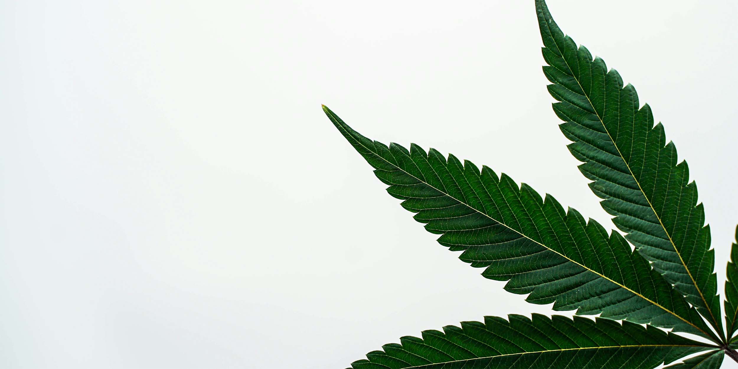 close-up of a green leaf on a white background