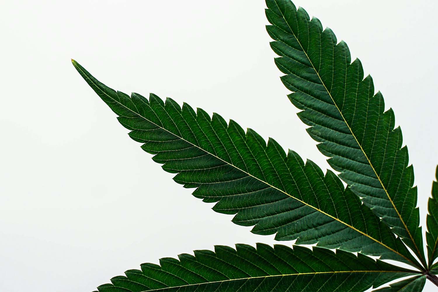 close-up of a green leaf on a white background