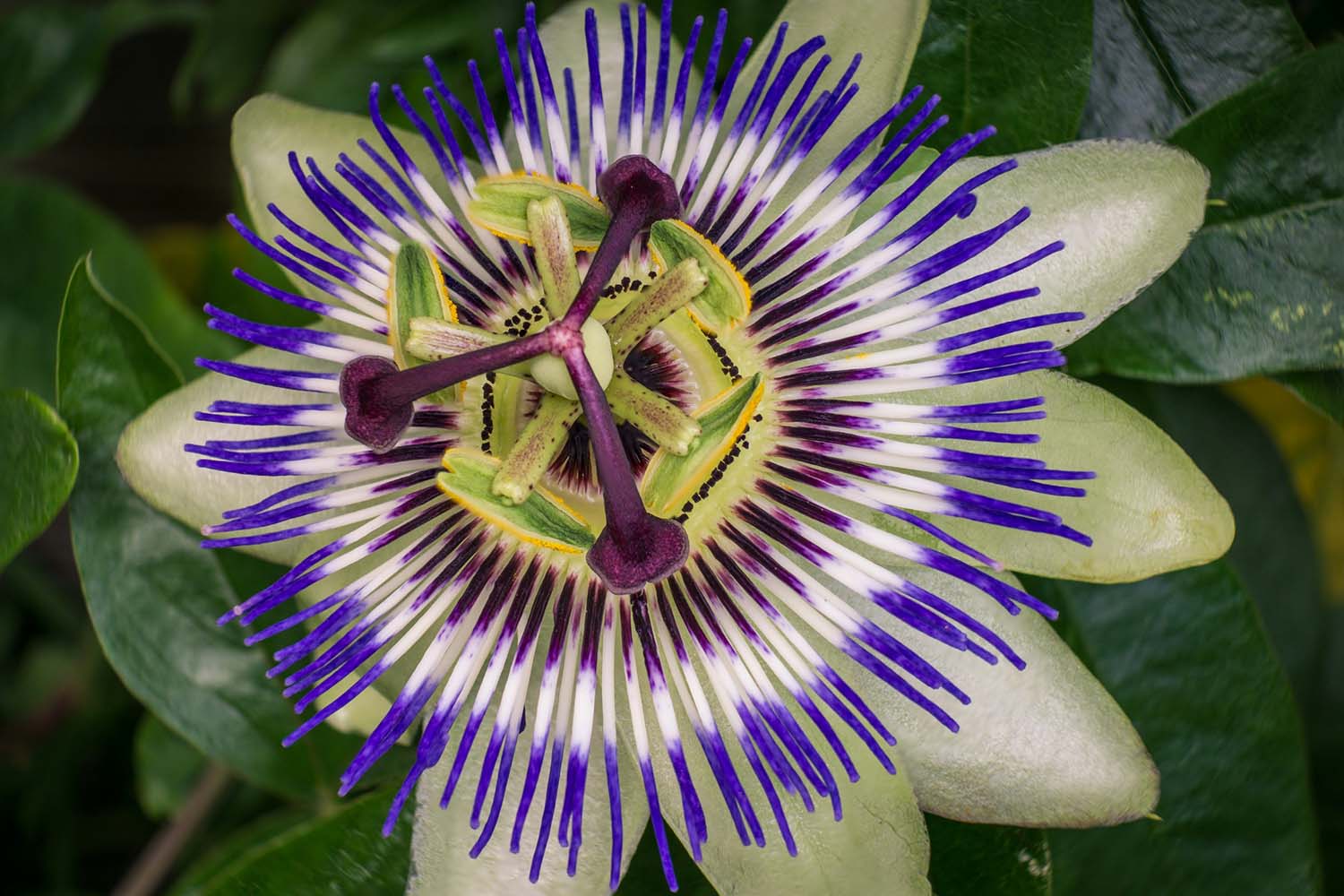 close-up of a purple passionflower