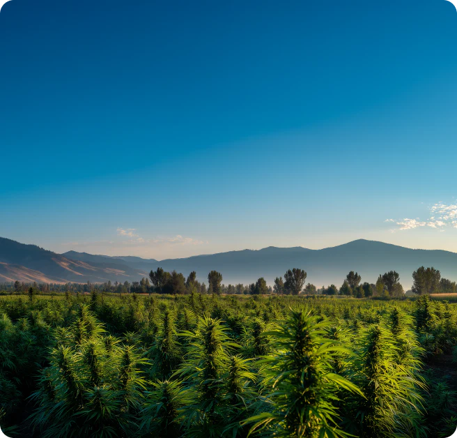 Farm scene with lush fields showcasing FOCL's commitment to natural, plant-based wellness ingredients for improved sleep a….