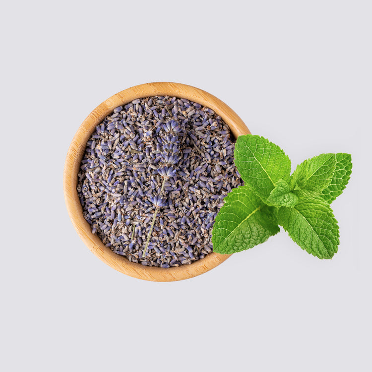 CBD & CBN Sleep Drops: Full Spectrum Sleep Aid – FOCL